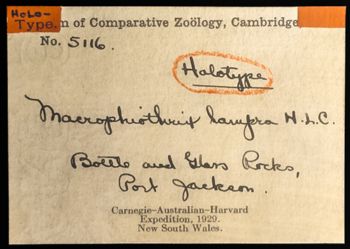 Media type: image;   Invertebrate Zoology OPH-5116 Description: Handwritten labels for this specimen included in the specimen tray.;  Aspect: labels